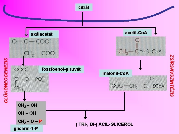 citrát acetil-Co. A foszfoenol-piruvát malonil-Co. A CH 2 – OH CH 2 – O