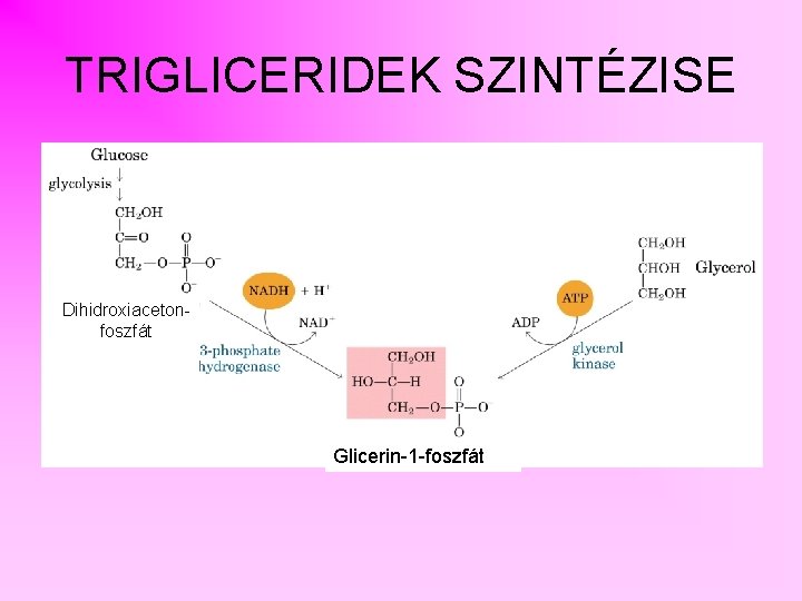 TRIGLICERIDEK SZINTÉZISE Dihidroxiacetonfoszfát Glicerin-1 -foszfát 