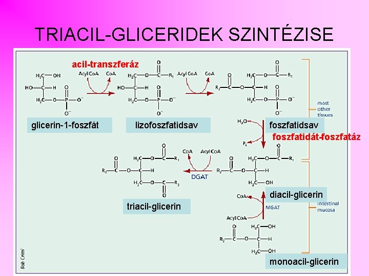 TRIACIL-GLICERIDEK SZINTÉZISE acil-transzferáz glicerin-1 -foszfát lizofoszfatidsav foszfatidát-foszfatáz diacil-glicerin triacil-glicerin monoacil-glicerin 