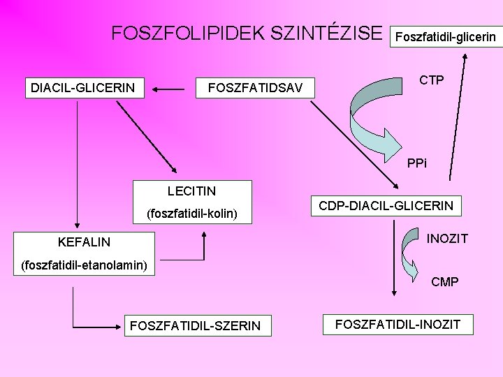 FOSZFOLIPIDEK SZINTÉZISE DIACIL-GLICERIN FOSZFATIDSAV Foszfatidil-glicerin CTP PPi LECITIN (foszfatidil-kolin) CDP-DIACIL-GLICERIN INOZIT KEFALIN (foszfatidil-etanolamin) CMP