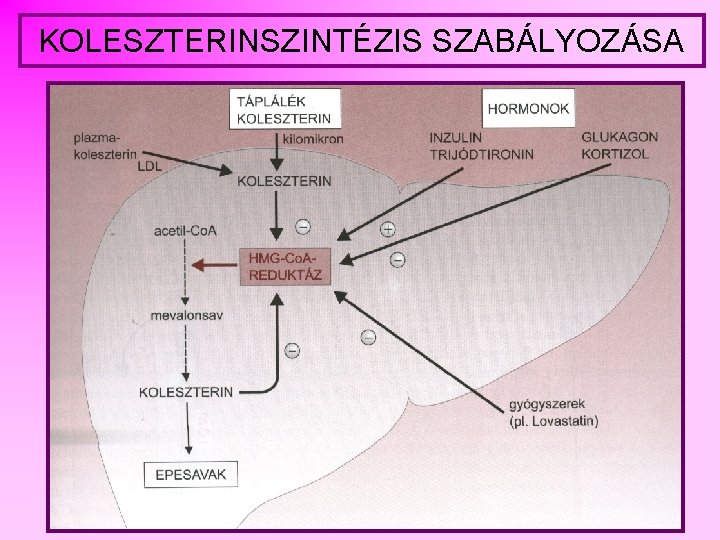 KOLESZTERINSZINTÉZIS SZABÁLYOZÁSA 