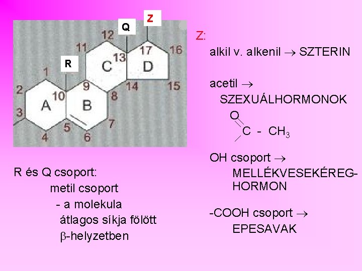 Q Z Z: alkil v. alkenil SZTERIN R acetil SZEXUÁLHORMONOK O C - CH