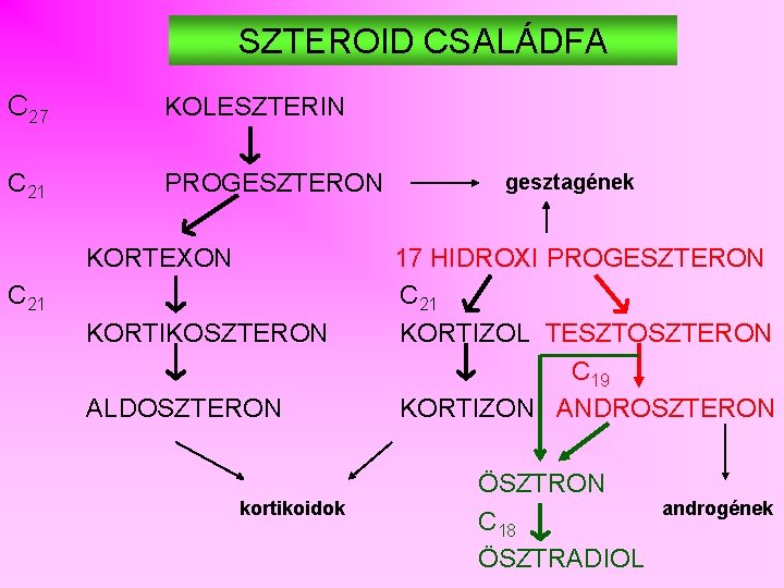 SZTEROID CSALÁDFA C 27 KOLESZTERIN C 21 PROGESZTERON KORTEXON C 21 KORTIKOSZTERON ALDOSZTERON kortikoidok