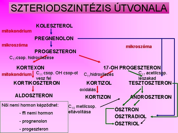SZTERIODSZINTÉZIS ÚTVONALA KOLESZTEROL mitokondrium PREGNENOLON mikroszóma PROGESZTERON C 17 csop. hidroxilezése KORTEXON mitokondrium 17