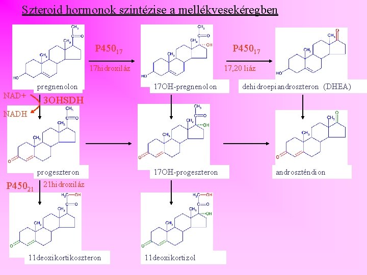 Szteroid hormonok szintézise a mellékvesekéregben P 45017 17 hidroxiláz pregnenolon NAD+ 17, 20 liáz