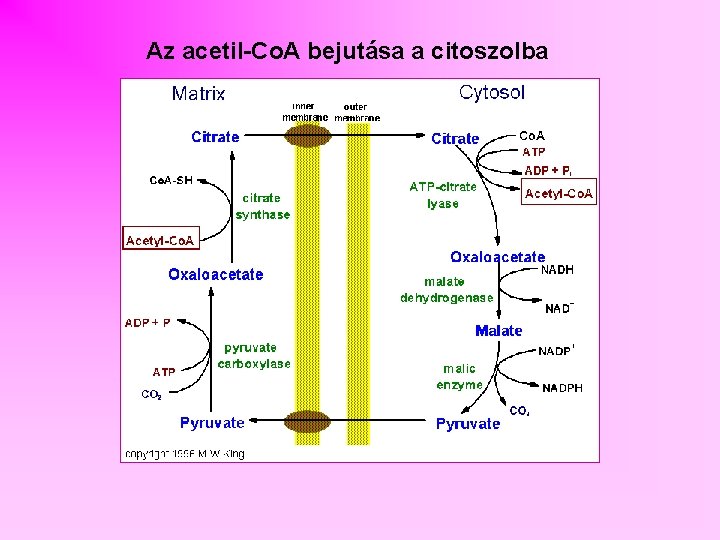 Az acetil-Co. A bejutása a citoszolba 