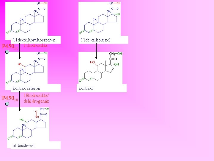 11 deoxikortikoszteron 11 hidroxiláz P 450 11 deoxikortizol 11 kortikoszteron P 45018 18 hidroxiláz/