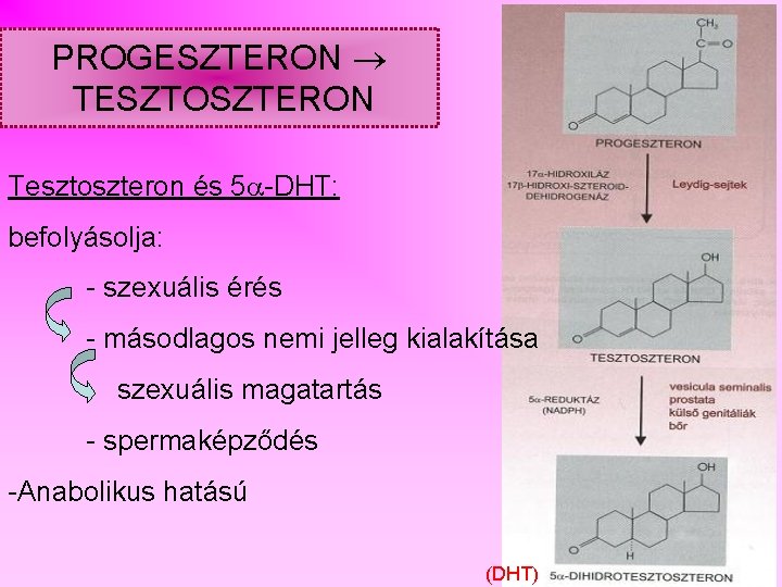 PROGESZTERON TESZTOSZTERON Tesztoszteron és 5 -DHT: befolyásolja: - szexuális érés - másodlagos nemi jelleg