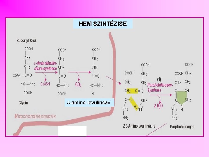 HEM SZINTÉZISE -amino-levulinsav 