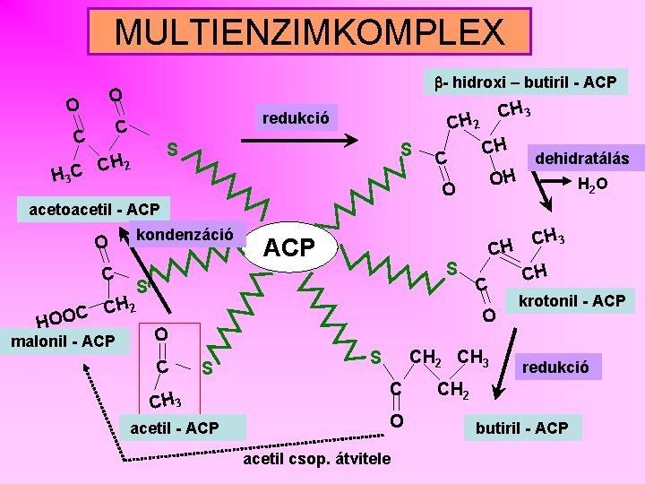 MULTIENZIMKOMPLEX - hidroxi – butiril - ACP O O redukció C C S CH