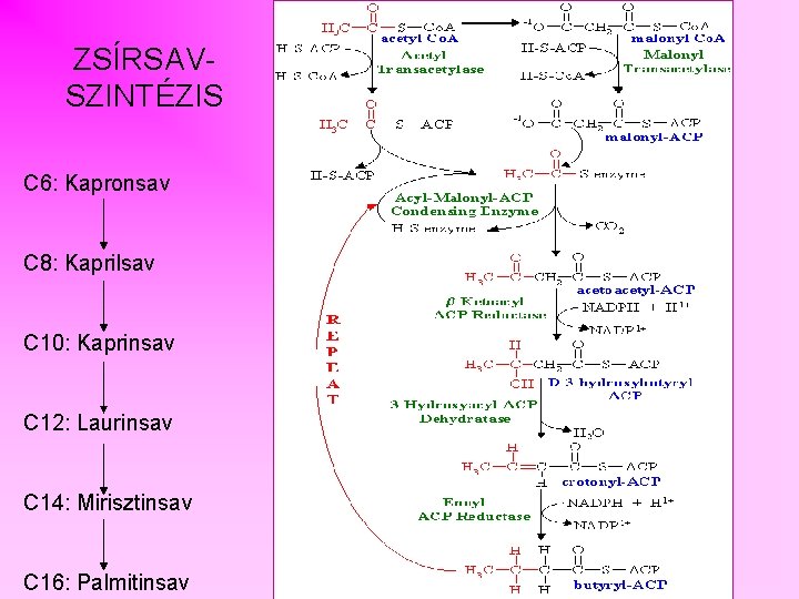 ZSÍRSAVSZINTÉZIS C 6: Kapronsav C 8: Kaprilsav C 10: Kaprinsav C 12: Laurinsav C