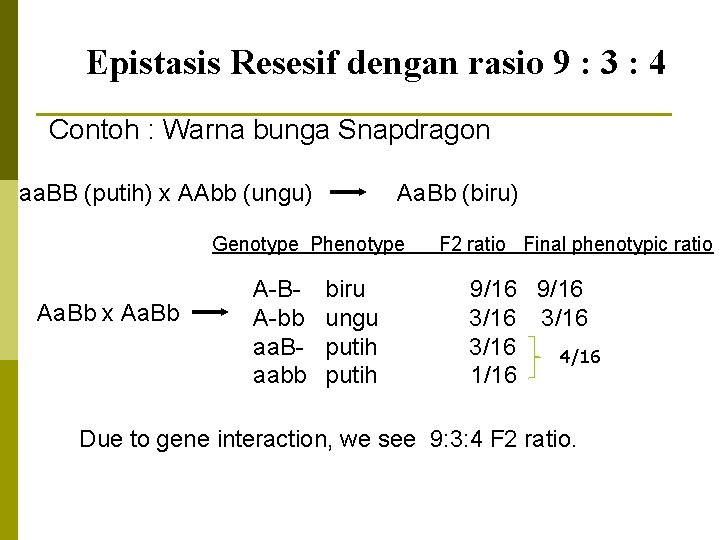 Epistasis Resesif dengan rasio 9 : 3 : 4 Contoh : Warna bunga Snapdragon