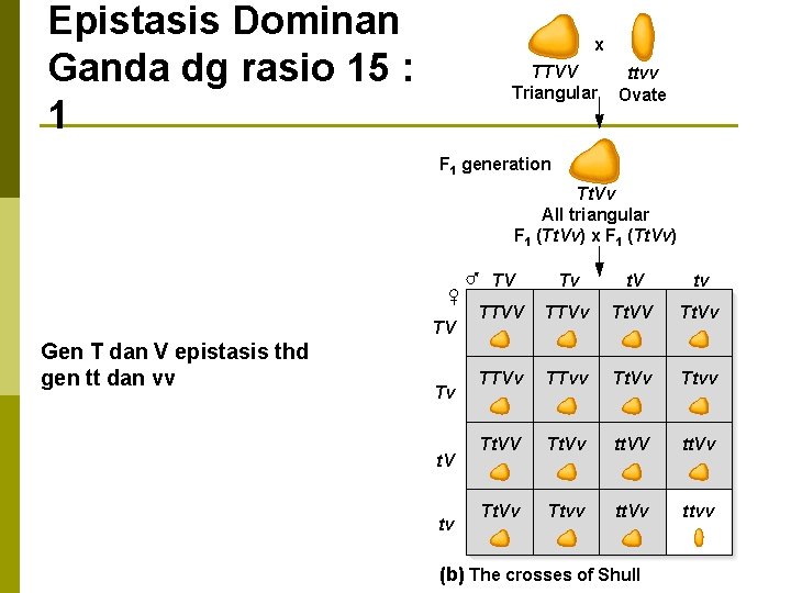 Epistasis Dominan Ganda dg rasio 15 : 1 x TTVV Triangular ttvv Ovate F