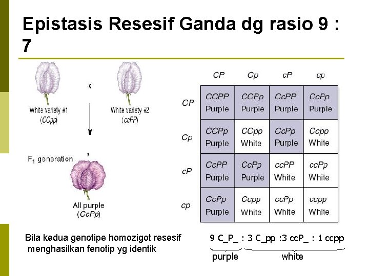 Epistasis Resesif Ganda dg rasio 9 : 7 Bila kedua genotipe homozigot resesif menghasilkan