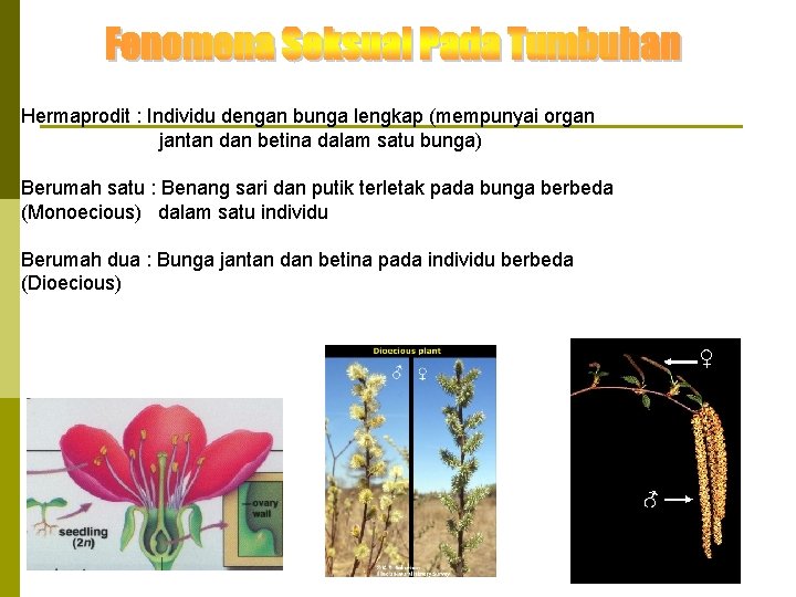 Hermaprodit : Individu dengan bunga lengkap (mempunyai organ jantan dan betina dalam satu bunga)