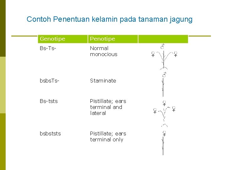 Contoh Penentuan kelamin pada tanaman jagung Genotipe Penotipe Bs-Ts- Normal monocious bsbs. Ts- Staminate