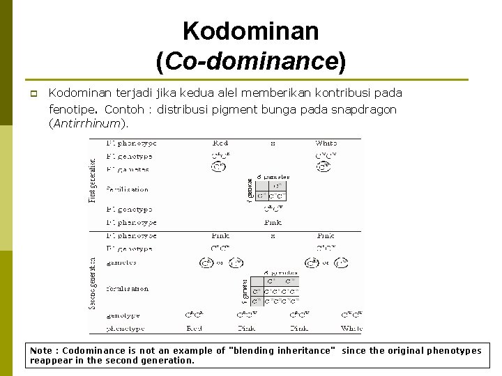 Kodominan (Co-dominance) p Kodominan terjadi jika kedua alel memberikan kontribusi pada fenotipe. Contoh :