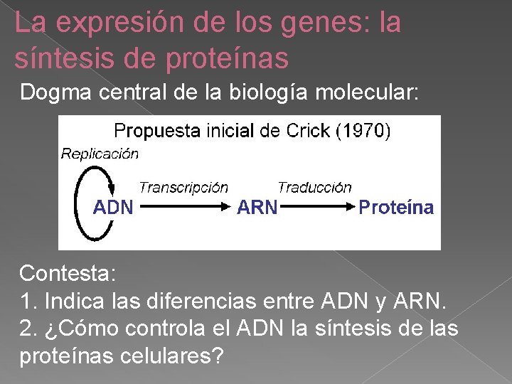 La expresión de los genes: la síntesis de proteínas Dogma central de la biología