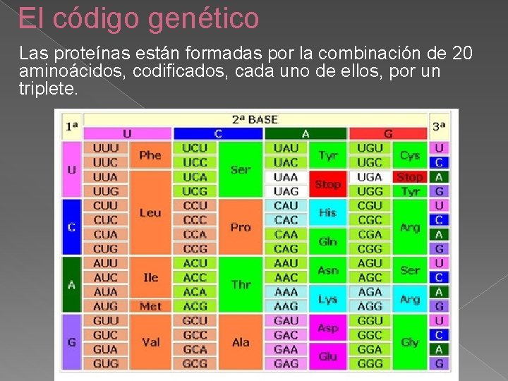 El código genético Las proteínas están formadas por la combinación de 20 aminoácidos, codificados,