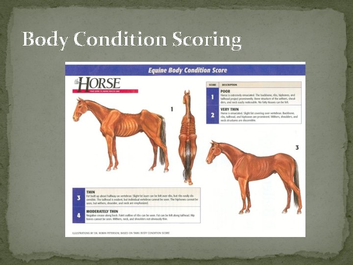 Body Condition Scoring 