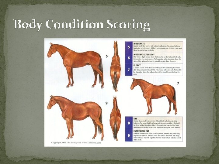 Body Condition Scoring 