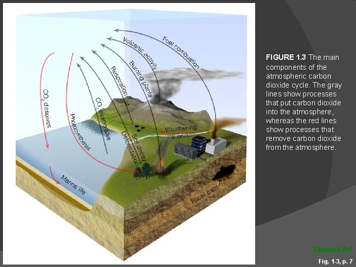 FIGURE 1. 3 The main components of the atmospheric carbon dioxide cycle. The gray