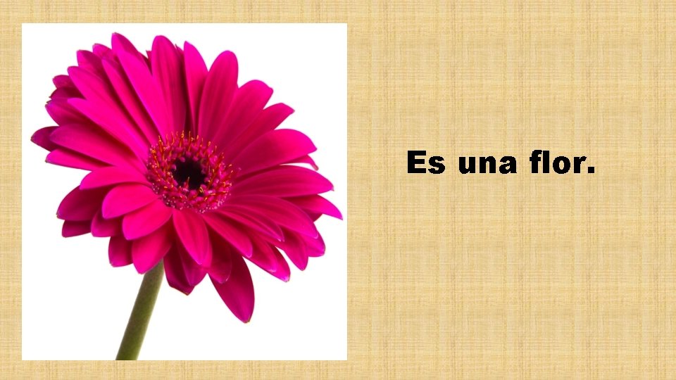 Es una flor. 