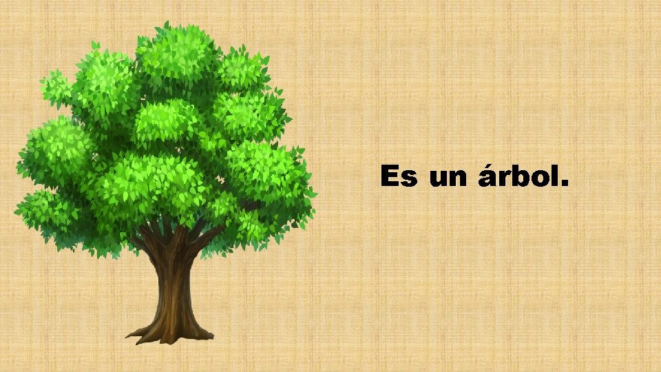 Es un árbol. 