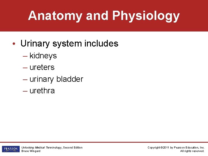 Anatomy and Physiology • Urinary system includes – kidneys – ureters – urinary bladder