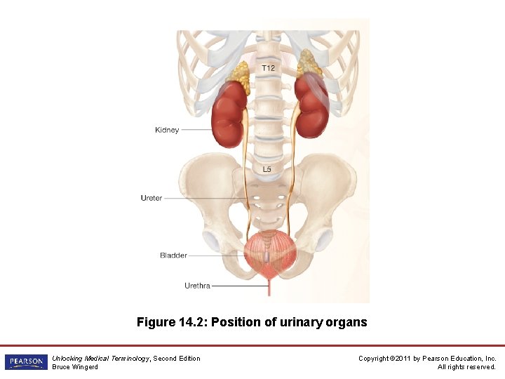 Figure 14. 2: Position of urinary organs Unlocking Medical Terminology, Second Edition Bruce Wingerd
