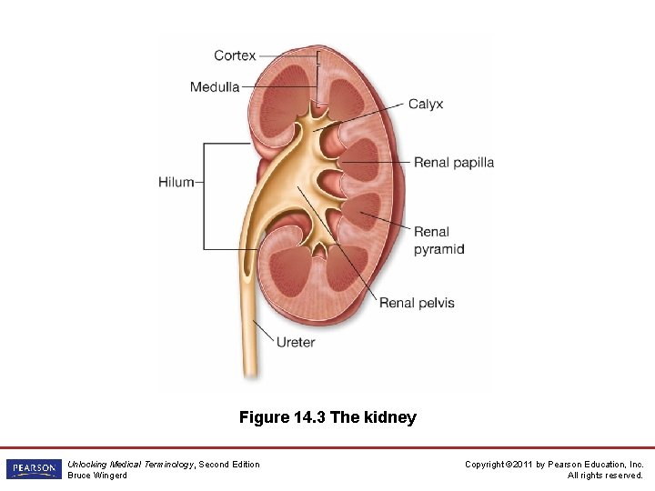 Figure 14. 3 The kidney Unlocking Medical Terminology, Second Edition Bruce Wingerd Copyright ©