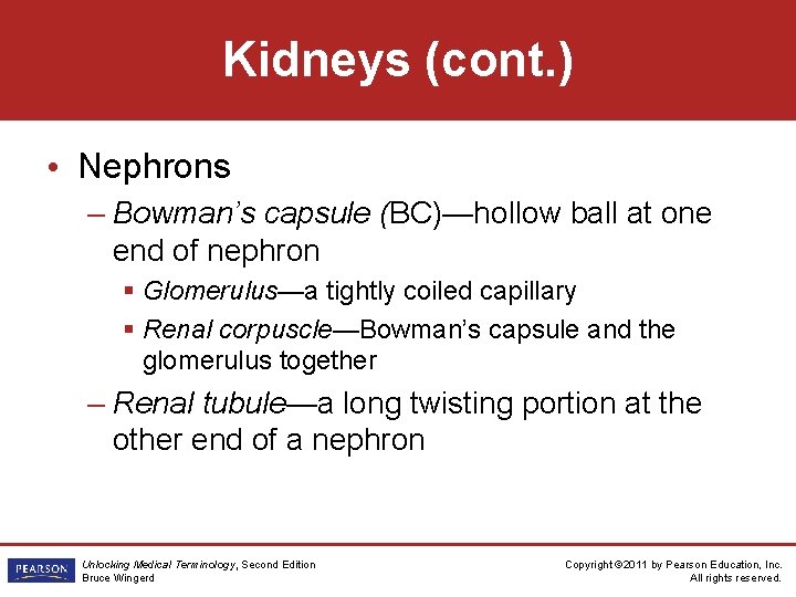 Kidneys (cont. ) • Nephrons – Bowman’s capsule (BC)—hollow ball at one end of