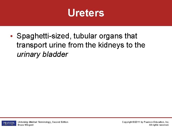 Ureters • Spaghetti-sized, tubular organs that transport urine from the kidneys to the urinary