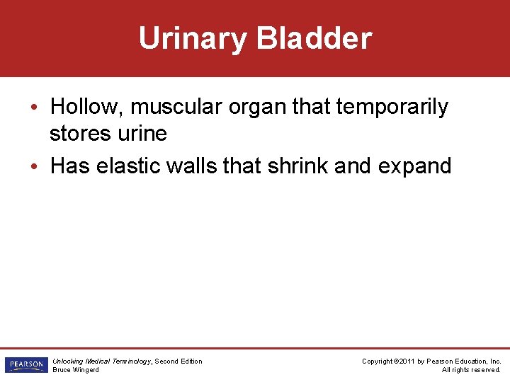 Urinary Bladder • Hollow, muscular organ that temporarily stores urine • Has elastic walls