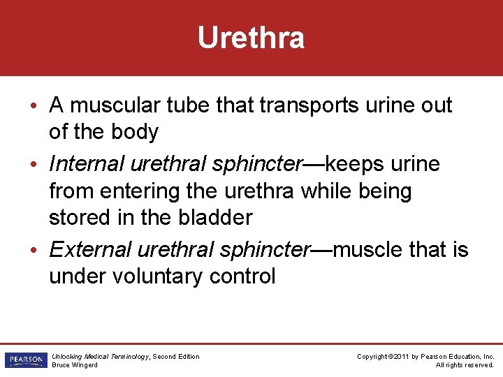 Urethra • A muscular tube that transports urine out of the body • Internal