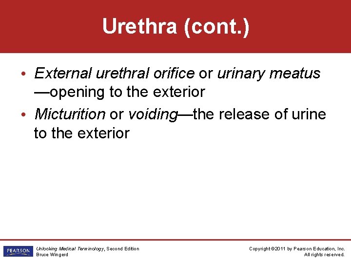 Urethra (cont. ) • External urethral orifice or urinary meatus —opening to the exterior