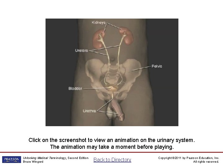 Urinary System Animation Click on the screenshot to view an animation on the urinary