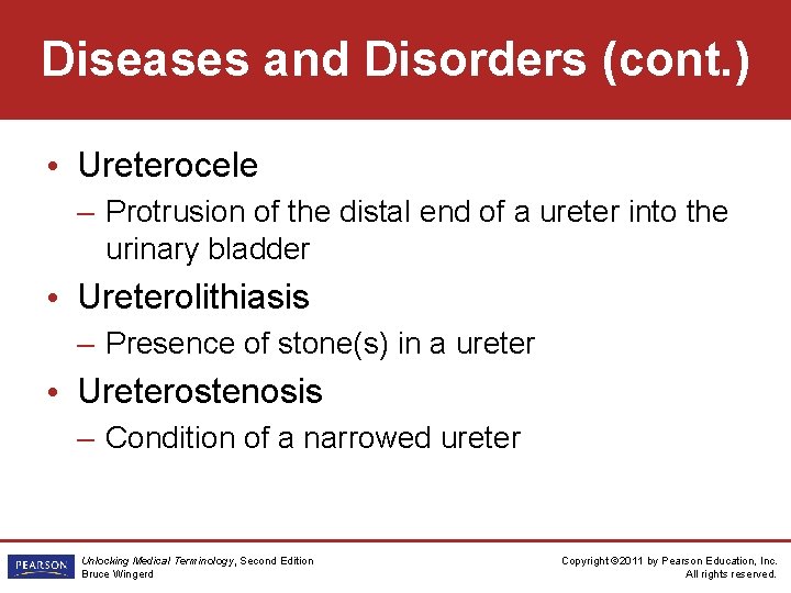 Diseases and Disorders (cont. ) • Ureterocele – Protrusion of the distal end of