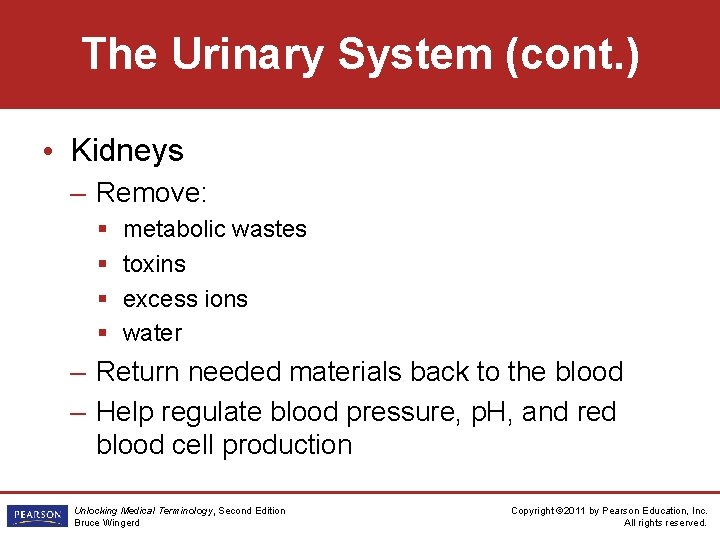 The Urinary System (cont. ) • Kidneys – Remove: § § metabolic wastes toxins