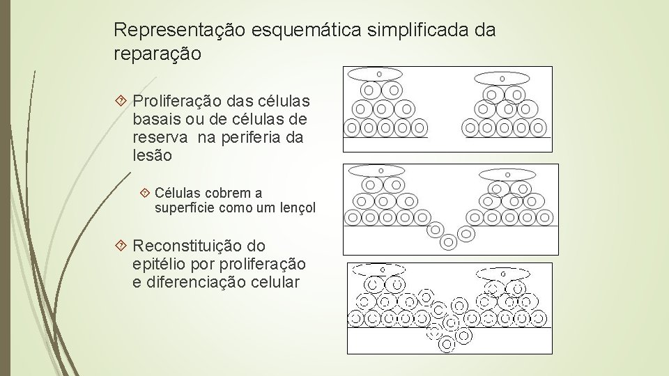 Representação esquemática simplificada da reparação Proliferação das células basais ou de células de reserva