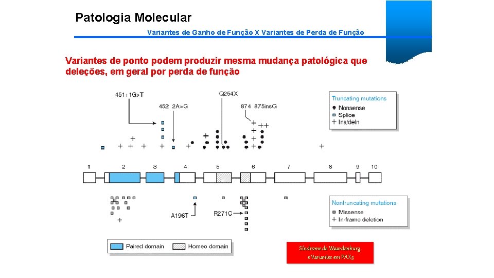 Patologia Molecular Variantes de Ganho de Função X Variantes de Perda de Função Variantes