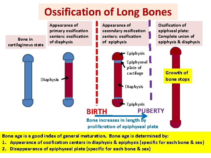 Ossification of Long Bones Bone in cartilaginous state Appearance of primary ossification centers: ossification