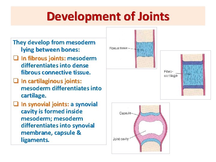 Development of Joints They develop from mesoderm lying between bones: bones q In fibrous