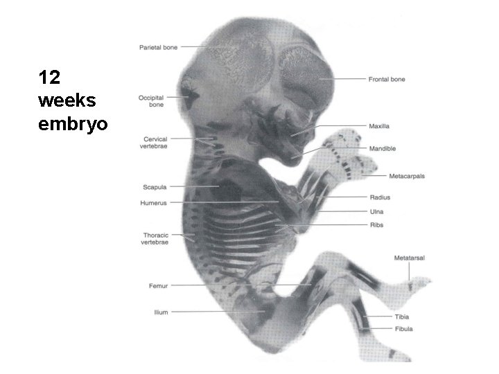 12 weeks embryo 