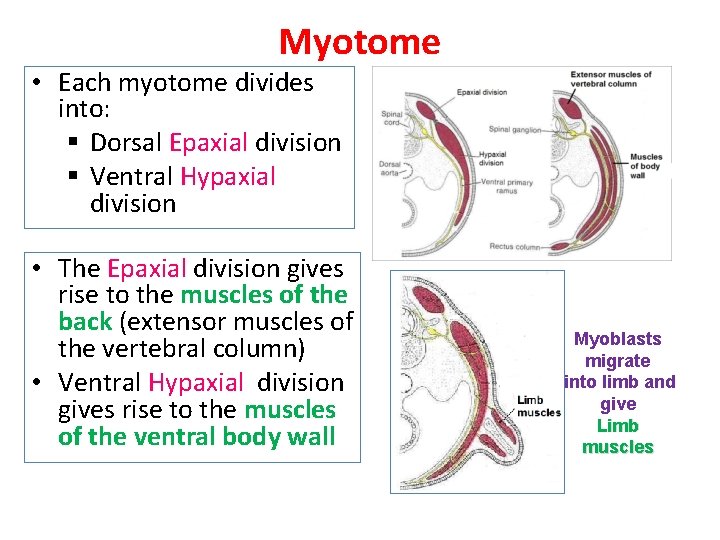 Myotome • Each myotome divides into: § Dorsal Epaxial division § Ventral Hypaxial division