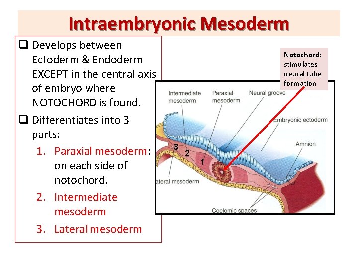 Intraembryonic Mesoderm q Develops between Ectoderm & Endoderm EXCEPT in the central axis of