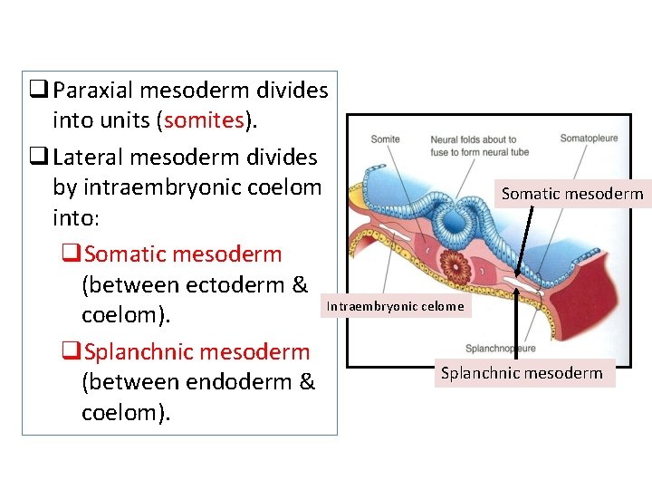 q Paraxial mesoderm divides into units (somites). q Lateral mesoderm divides by intraembryonic coelom