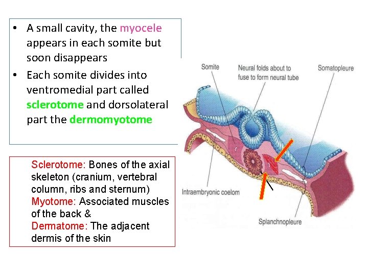  • A small cavity, the myocele appears in each somite but soon disappears