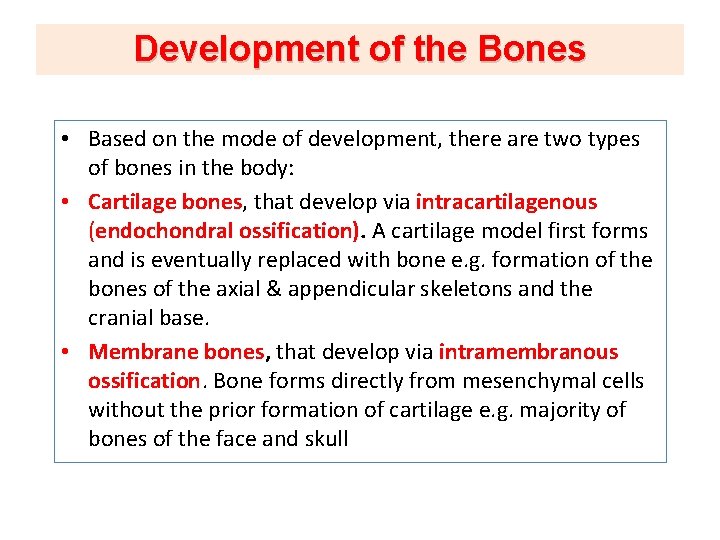 Development of the Bones • Based on the mode of development, there are two