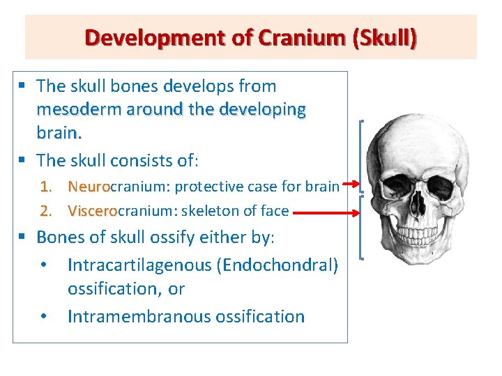 Development of Cranium (Skull) § The skull bones develops from mesoderm around the developing